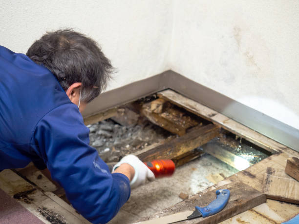 Best Crawl Space Mold Removal  in Altadena, CA