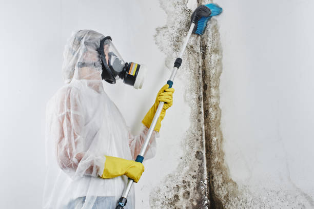 Best Attic Mold Removal  in Altadena, CA