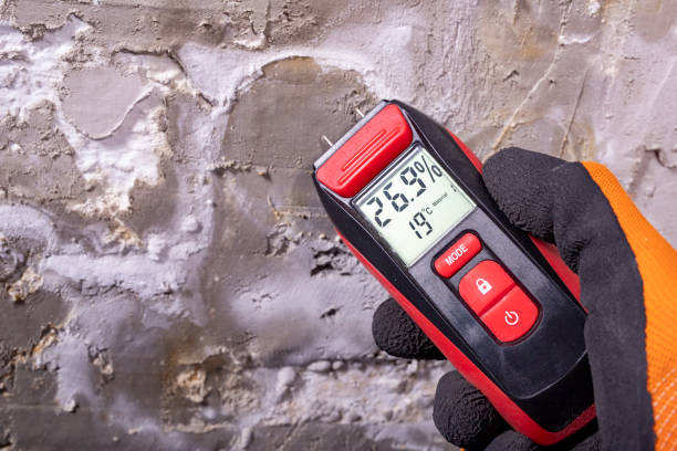 Best Affordable Mold Removal  in Altadena, CA