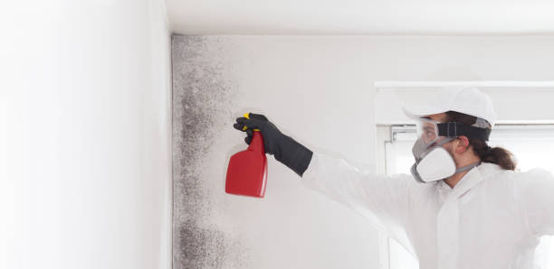 Best Commercial Mold Removal  in Altadena, CA