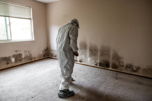 Best Mold Damage Repair  in Altadena, CA