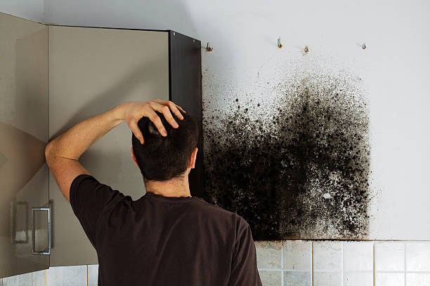Best Black Mold Removal  in Altadena, CA